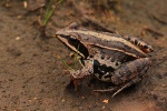 Moorfrosch (Rana arvalis)