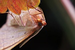 Federfhler-Herbstspanner (Colotois pennaria)