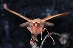 Federfhler-Herbstspanner (Colotois pennaria)