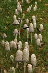 Schopftintling (Coprinus comatus)