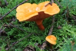 Falscher Pfifferling (Hygrophoropsis aurantiaca)