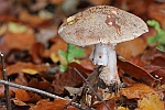 Perlpilz (Amanita rubescens)