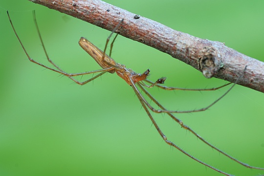 Streckerspinne (Tetragnatha extensa)