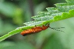 Rotgelber Weichkfer (Rhagonycha fulva)