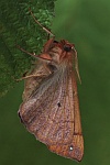Federfhler-Herbstspanner (Colotois pennaria)