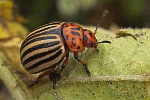 Kartoffelkfer (Leptinotarsa decemlineata)