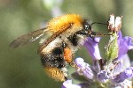 Ackerhummel (Bombus agrorum)