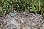 Groe Knigslibelle (Anax imperator)