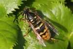 Gemeine Wespe (Vespula vulgaris)