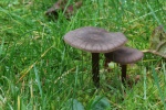 Seidiger Rtling (Entoloma sericeum)