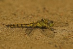 Groer Blaupfeil (Orthetrum cancellatum)