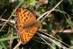 Mittlere Perlmutterfalter (Argynnis niobe)