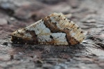Groer Frostspanner (Erannis defoliaria)