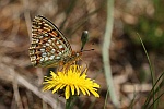 Mittlere Perlmutterfalter (Argynnis niobe)