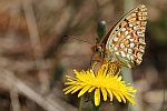 Mittlere Perlmutterfalter (Argynnis niobe)