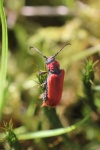 Rothaarbock (Pyrrhidium sanguineum)