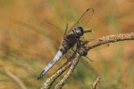 Groer Blaupfeil (Orthetrum cancellatum)