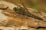 Groer Blaupfeil (Orthetrum cancellatum)