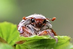Feldmaikfer (Melolontha melolontha)