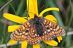 Goldener Scheckenfalter (Euphydryas aurinia)