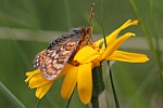 Goldener Scheckenfalter (Euphydryas aurinia)