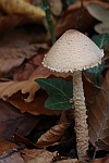 Gelbflockiger Wollstiel-Schirmling (Lepiota magnispora)