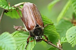 Feldmaikfer (Melolontha melolontha)
