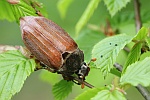 Feldmaikfer (Melolontha melolontha)