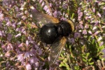 Groe Raupenfliege (Tachina grossa)