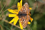 Goldener Scheckenfalter (Euphydryas aurinia)