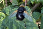 Groe Raupenfliege (Tachina grossa)