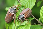 Feldmaikfer (Melolontha melolontha)