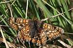 Goldener Scheckenfalter (Euphydryas aurinia)