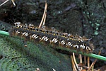 Grasglucke (Euthrix potatoria)