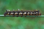 Grasglucke (Euthrix potatoria)