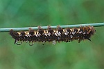 Grasglucke (Euthrix potatoria)