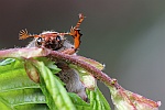 Feldmaikfer (Melolontha melolontha)