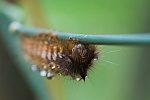 Grasglucke (Euthrix potatoria)
