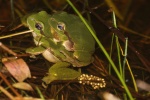 Laubfrosch (Hyla arborea)