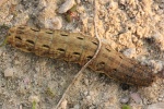 Hausmutter (Noctua pronuba)