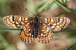 Goldener Scheckenfalter (Euphydryas aurinia)