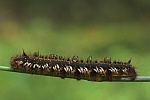 Grasglucke (Euthrix potatoria)