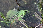 Laubfrosch (Hyla arborea)