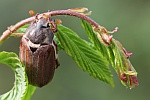 Feldmaikfer (Melolontha melolontha)