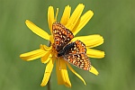 Goldener Scheckenfalter (Euphydryas aurinia)