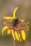 Goldener Scheckenfalter (Euphydryas aurinia)