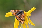 Goldener Scheckenfalter (Euphydryas aurinia)