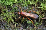 Lymantrichneumon disparis (Lymantrichneumon disparis)