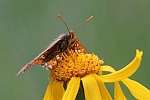 Goldener Scheckenfalter (Euphydryas aurinia)