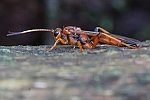 Lymantrichneumon disparis (Lymantrichneumon disparis)